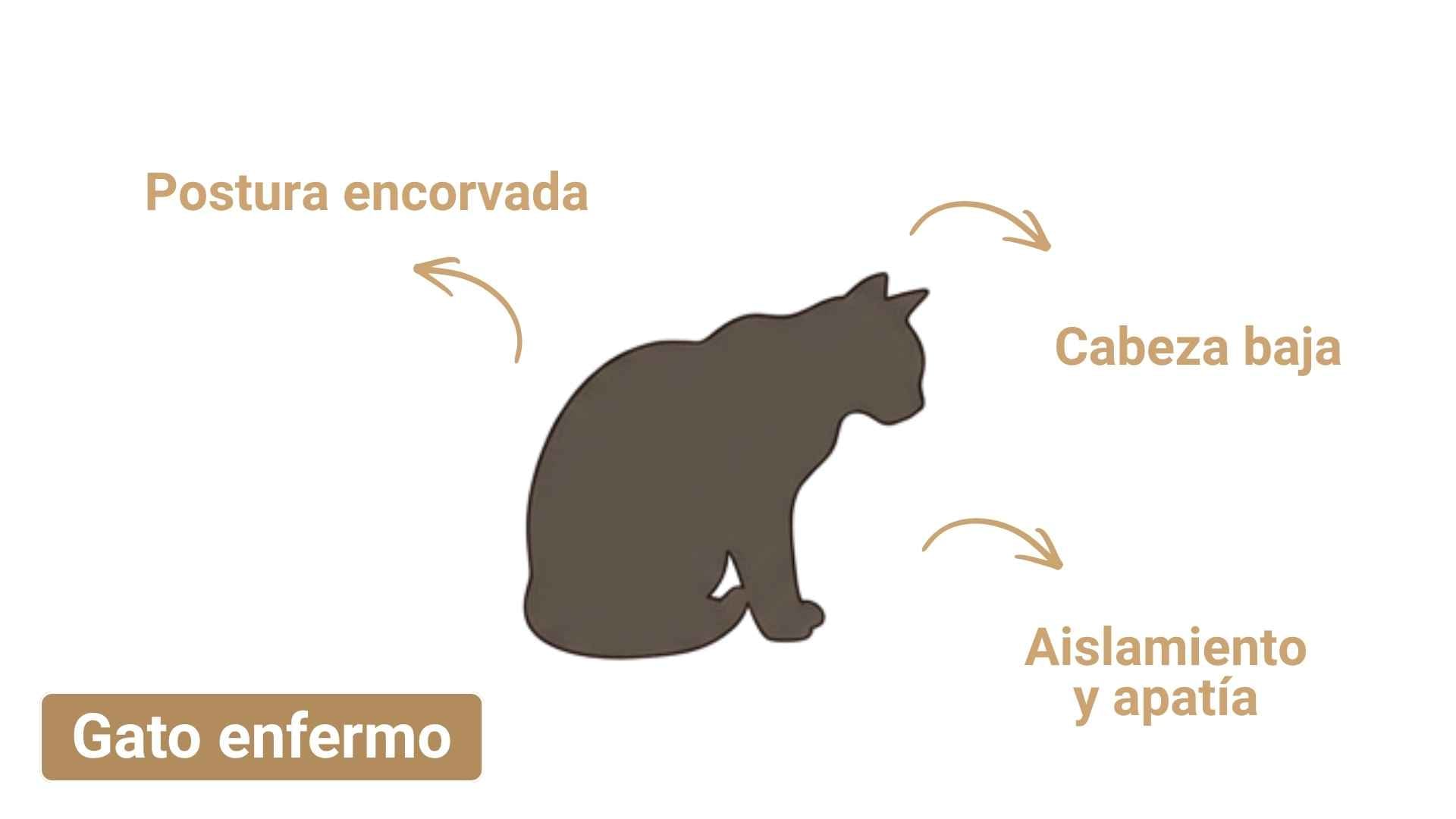 gato enfermo